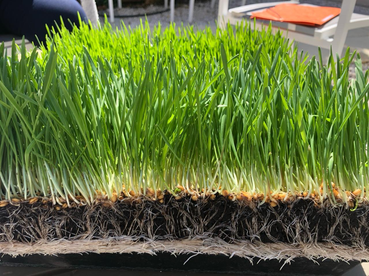 Les Weekends découvertes* de l'Alimentation Vivante